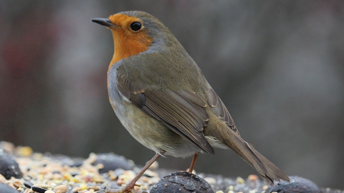 Voer de voels in uw tuin