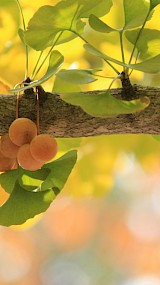 Japanse notenboom - Ginkgo biloba