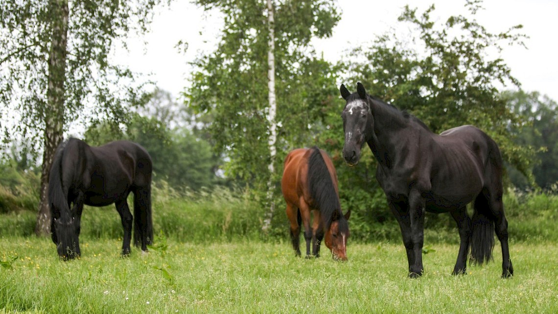 Naoberlezers krijgen 20% korting op een coachsessie met paarden