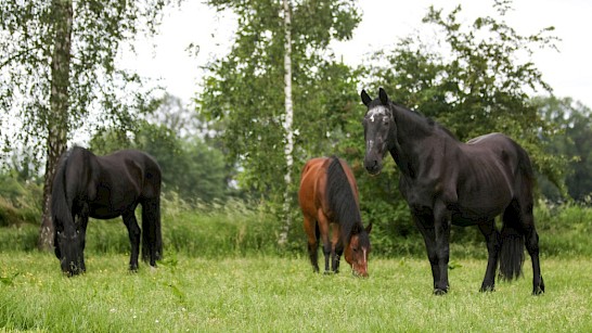 Naoberlezers krijgen 20% korting op een coachsessie met paarden