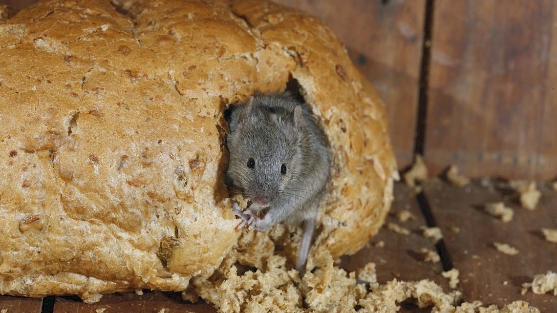 Na wespenplaag mogelijk ratten- en muizenoverlast