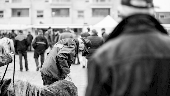 Al jaren is er jaarlijks een paardenmarkt in Goor. Foto: Barbara Trienen.