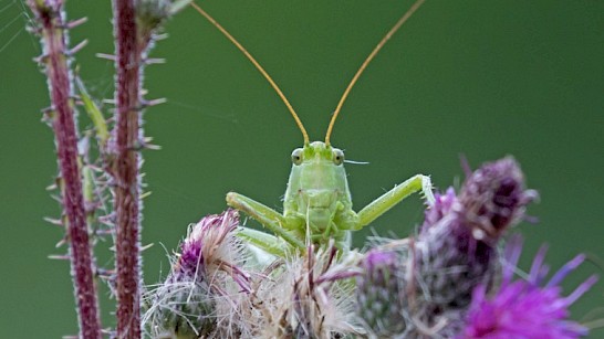 Grote groene sabelsprinkhaan