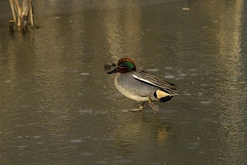 Wintertaling, foto: Saxifraga, Jan Nijendijk