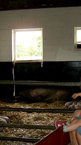 Zo lief die kleine varkentjes (geüpload door Marianne Steenbergen)