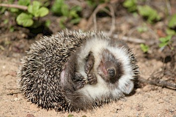 Deze egel is waarschijnlijk in slaap