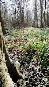 lente op landgoed Enghuizen in Hummelo (geüpload door Ben Lebbink)