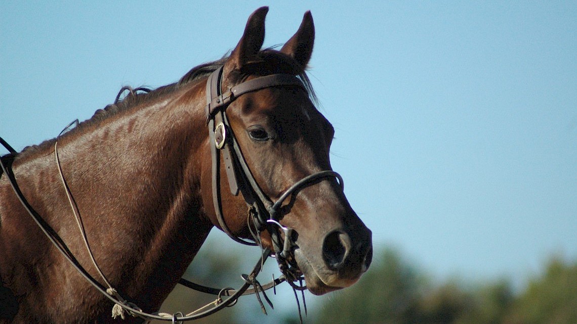 te paard door het Twentse platteland